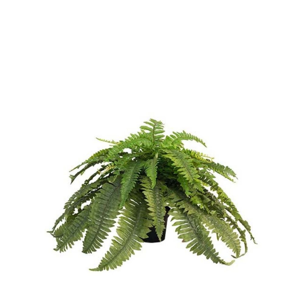 Saniainen Vihreä 40 cm