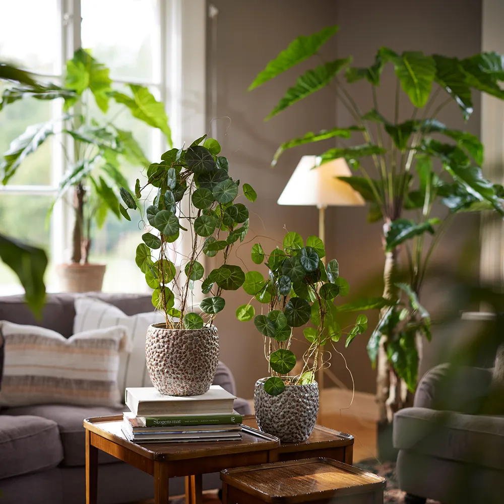  Alocasia Tree 150 cm