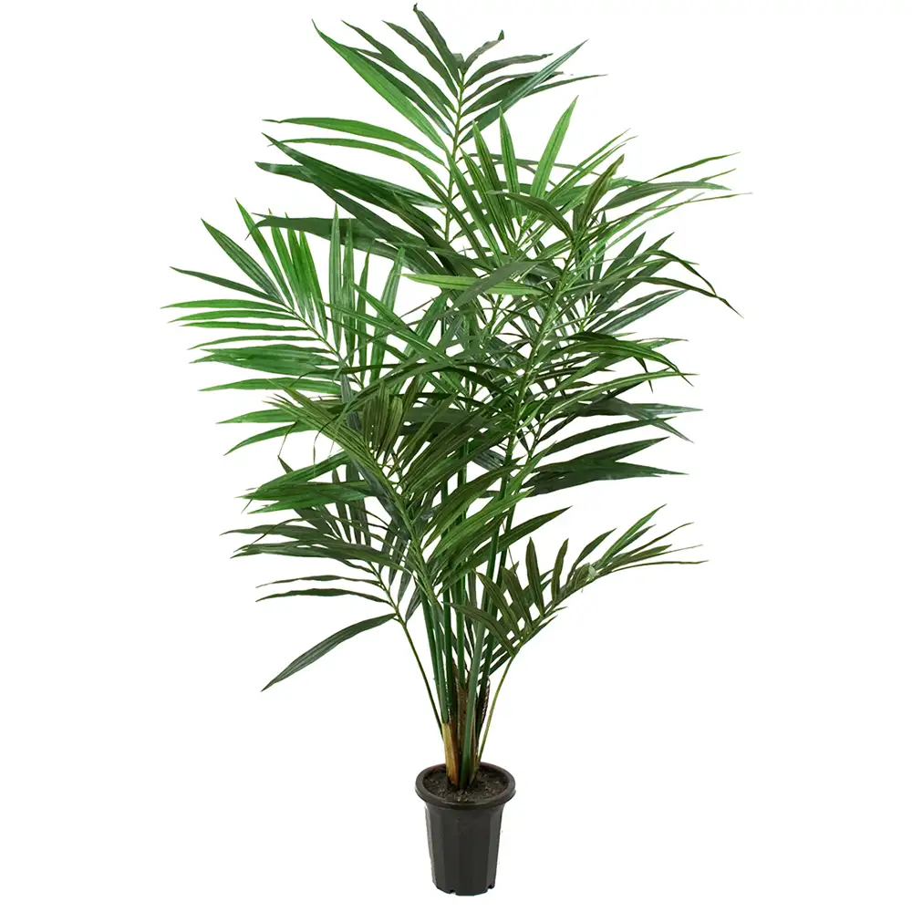 Mr Plant Kentiapalmu 180 cm