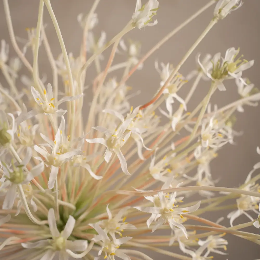 Allium White 125 cm