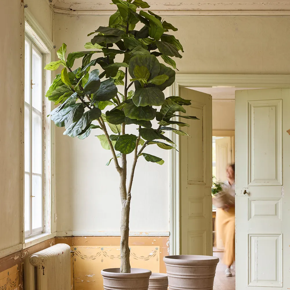  Fiolfikus ruukku 180 cm