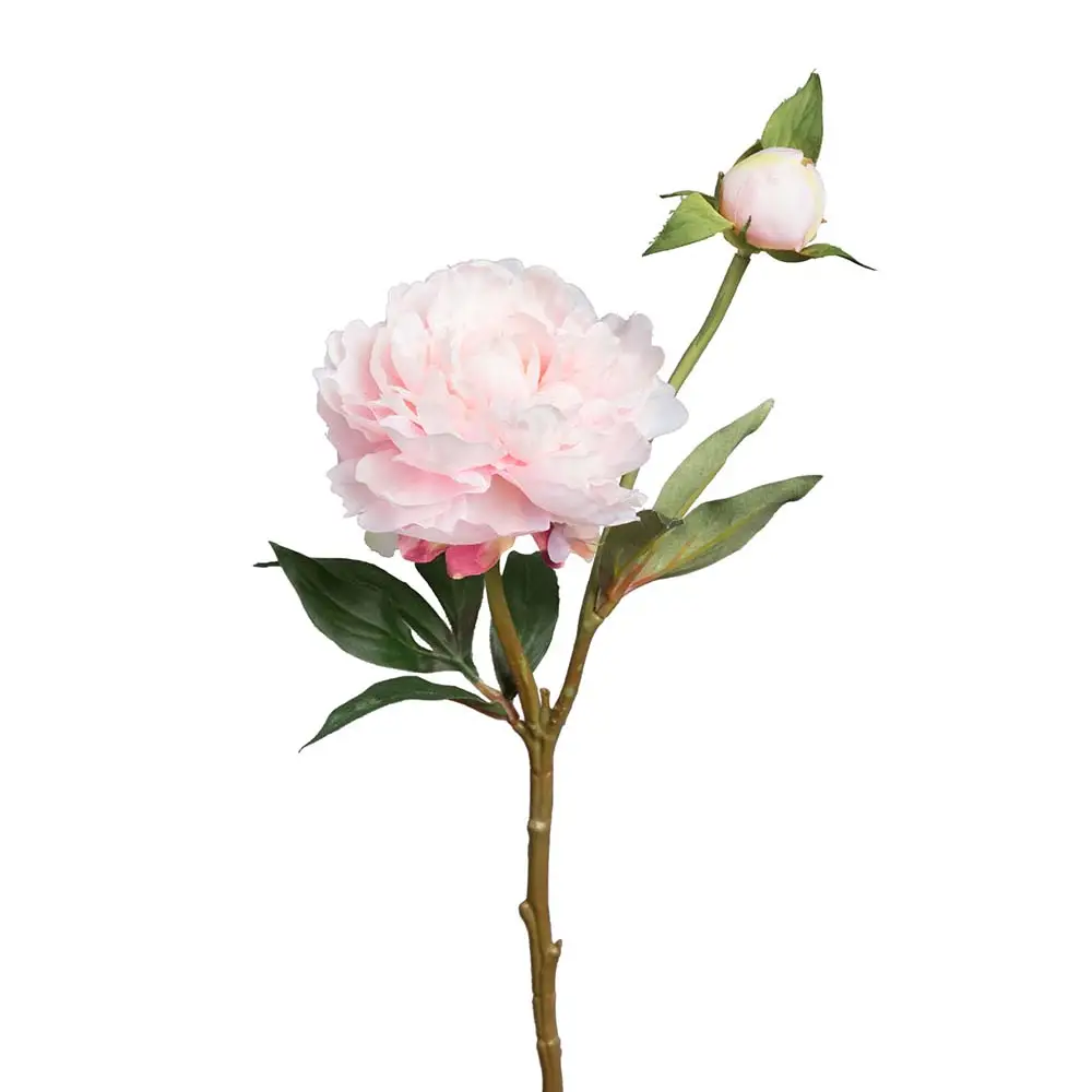 Mr Plant, Pioni 35 cm Vaaleanpunainen