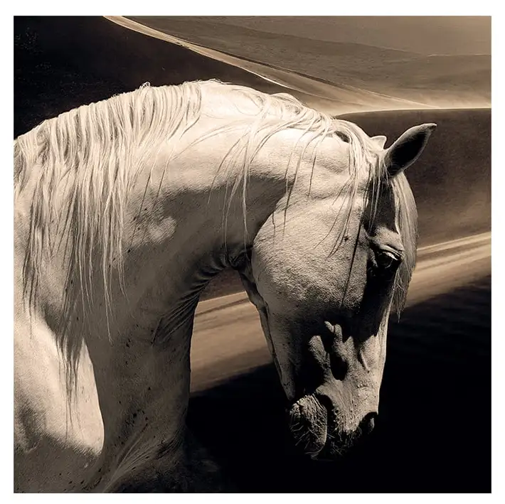 Seinäkoriste Arabian Horse 100 x 100 cm Artwood 