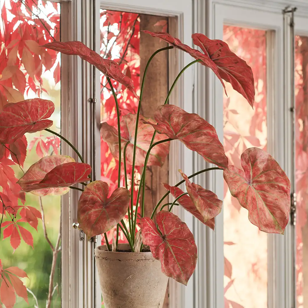 Caladium Huonekasvi 80 cm Pinkki