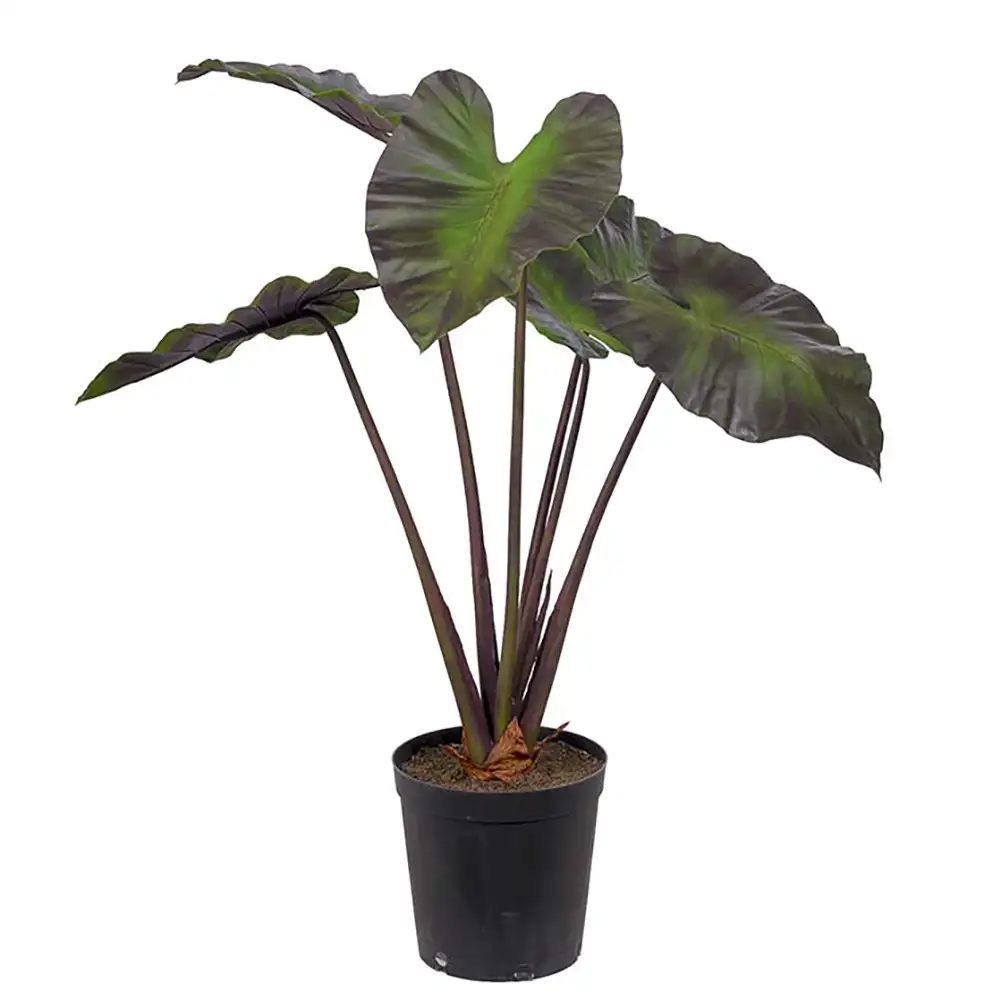 Alocasia Puu 100 cm