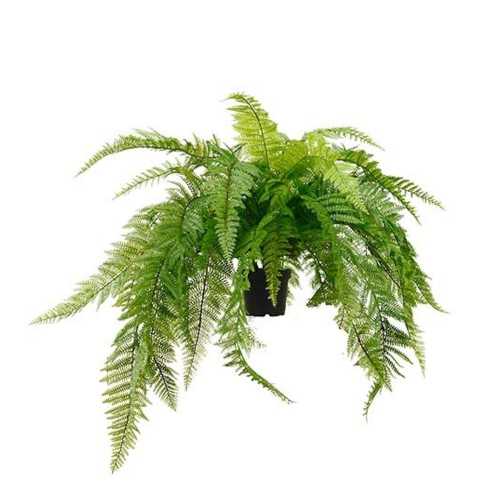 Saniainen Vihreä 45 cm