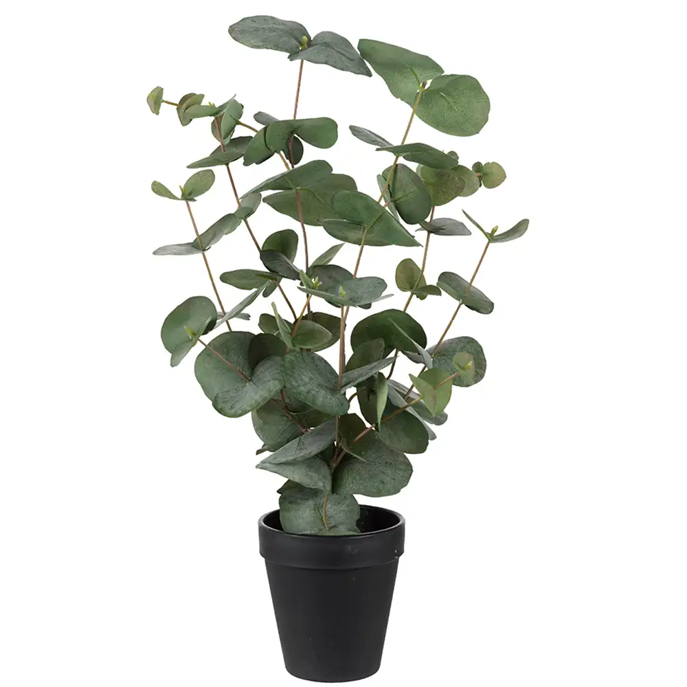 Mr Plant Eukalyptus ruukkukasvi 55 cm