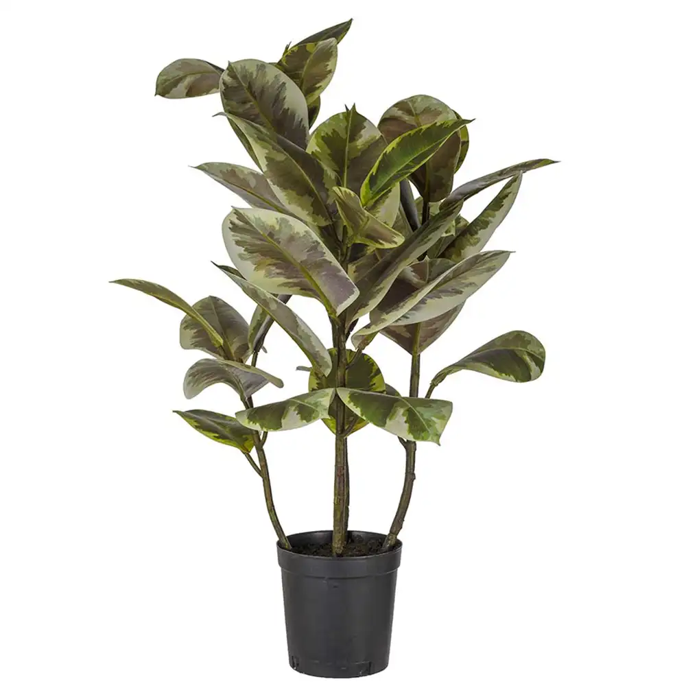 Mr Plant Viikuna Elastica 85 cm