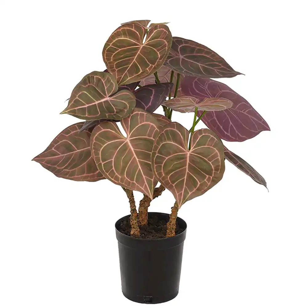 Mr Plant Anthurium Huonekasvi 60 cm