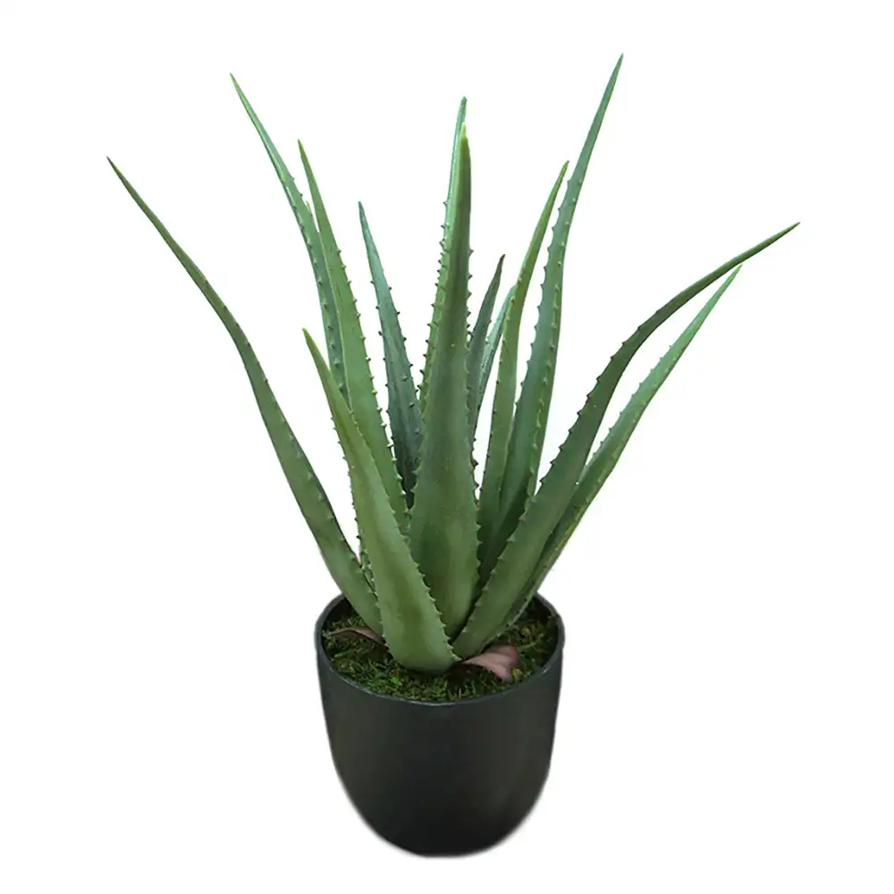 Mr Plant Aloe Huonekasvi 55 cm