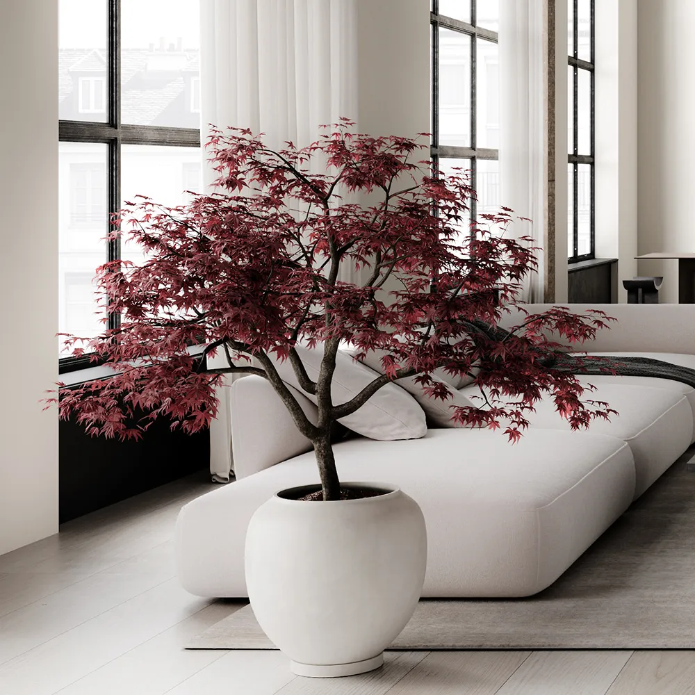 Sunao ruukku Hexa - Birch