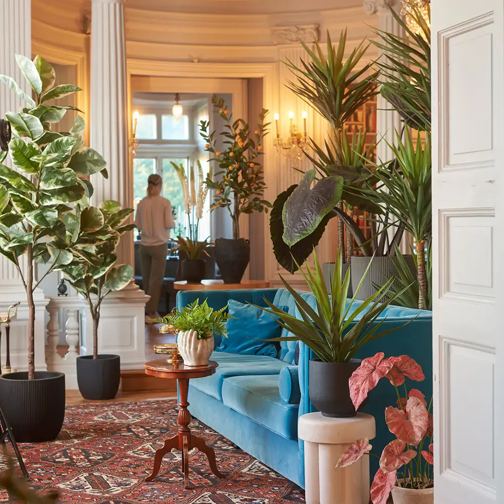 Yucca Rostrata Puu 180 cm