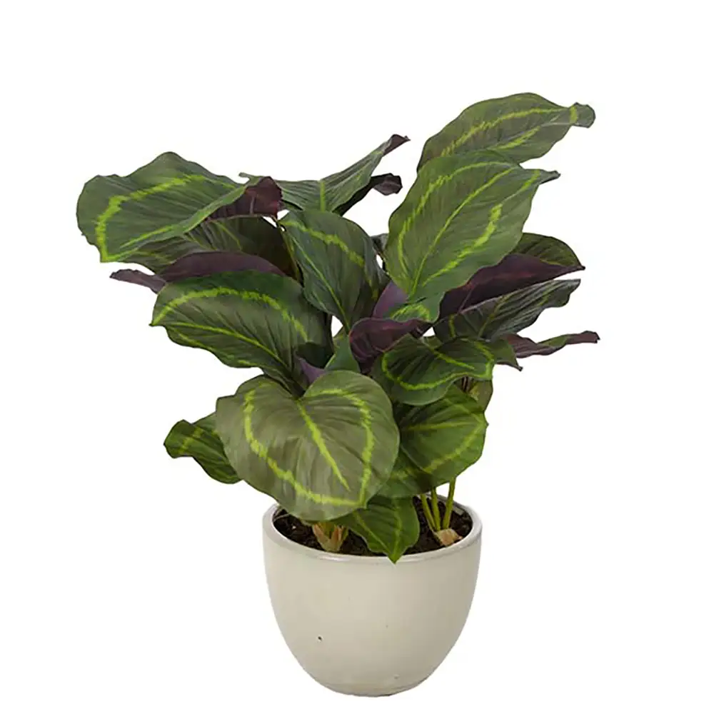 Calathea Huonekasvi 65 cm
