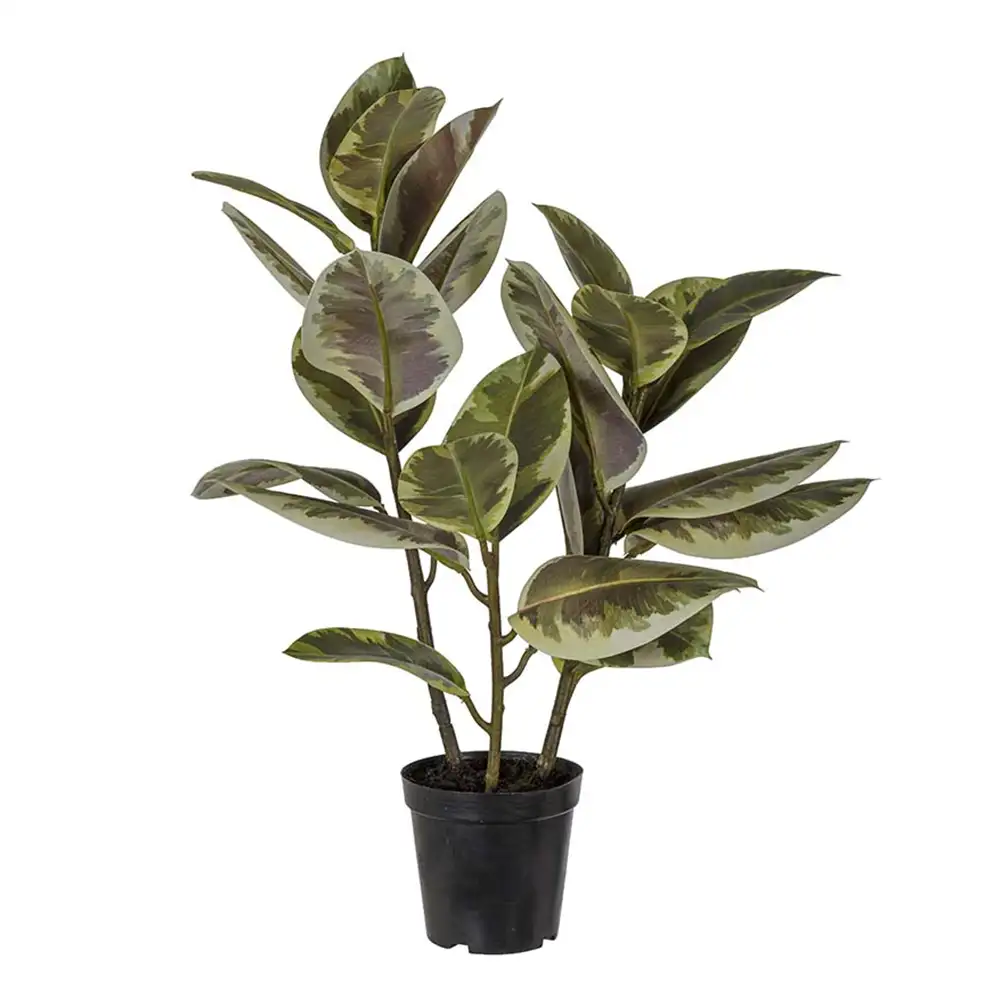 Mr Plant Viikuna Elastica 70 cm