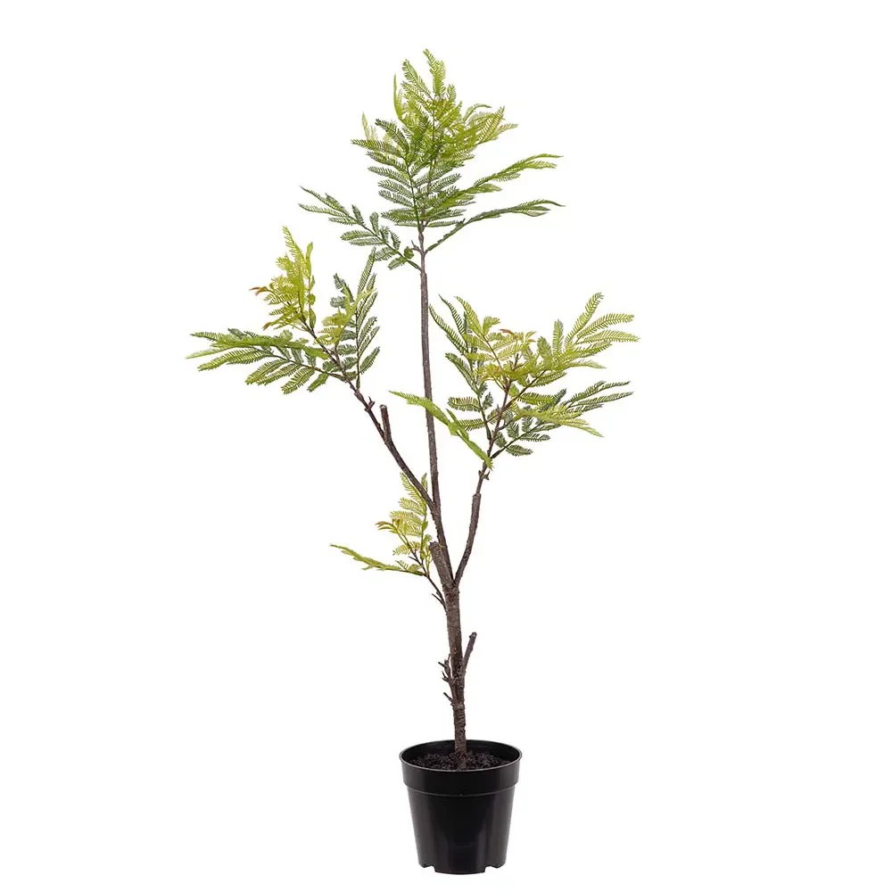  Pithecellobium Ruukkukasvi 95 cm