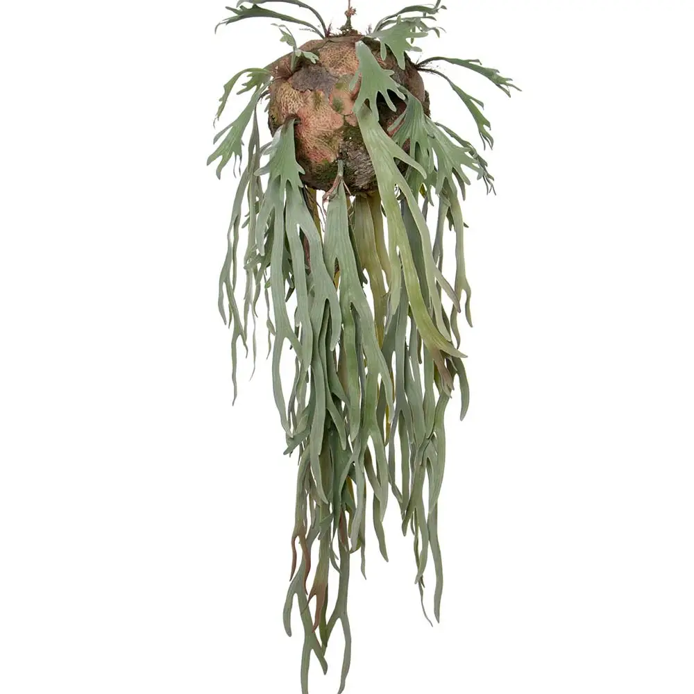  Hirvensarvi sarvi Riippuva kasvi Vihreä