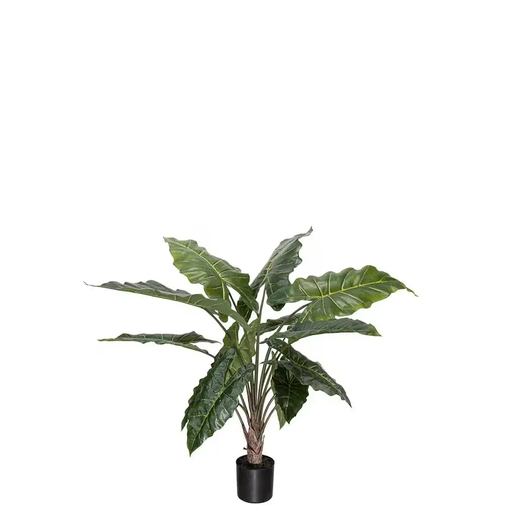 Alocasia ruukkukasvi 90 cm