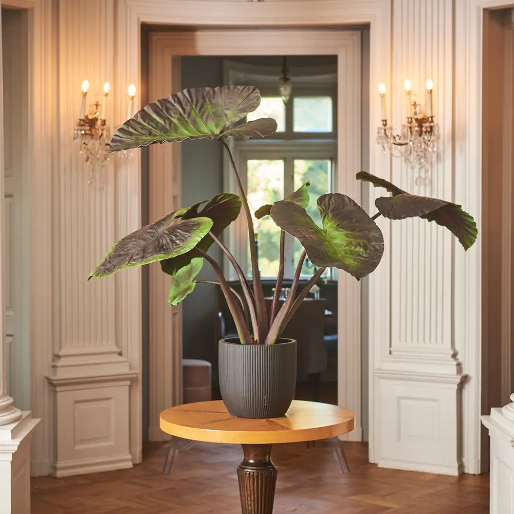 Alocasia Puu 100 cm