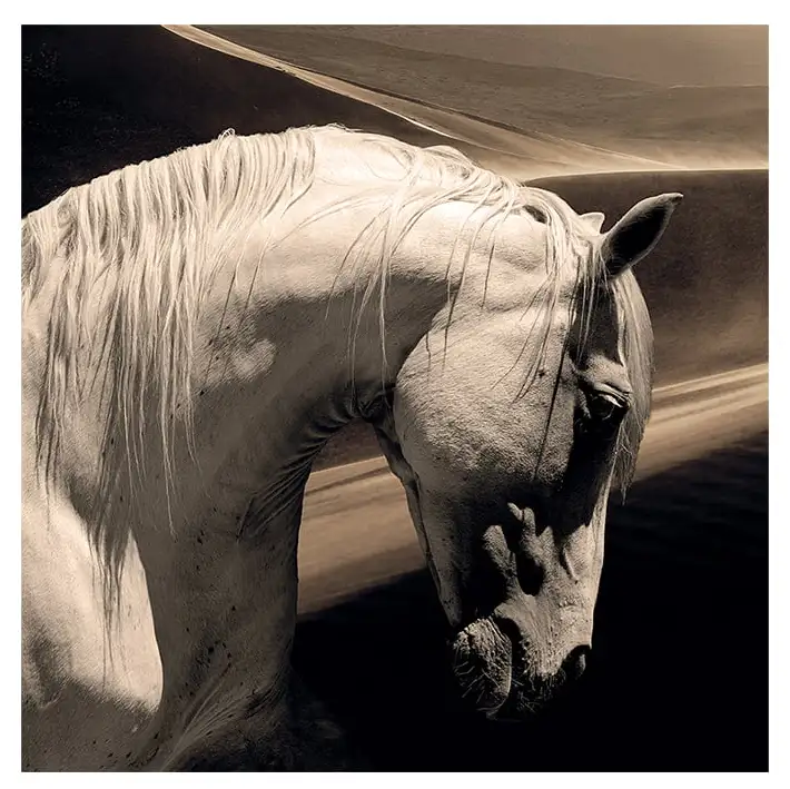 Artwood Seinäkoriste Arabian Horse 120 x 120 cm Artwood