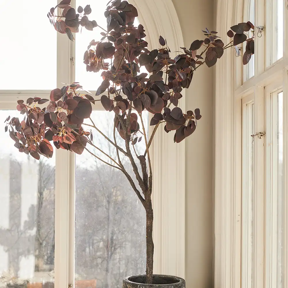 Cotinus Puu 140 cm
