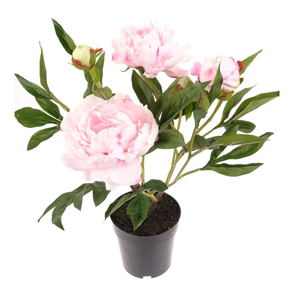 Mr Plant Pioni Huonekasvi 50 cm Vaaleanpunainen