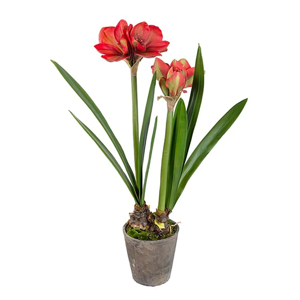 Mr Plant Amaryllis 90 cm Punainen