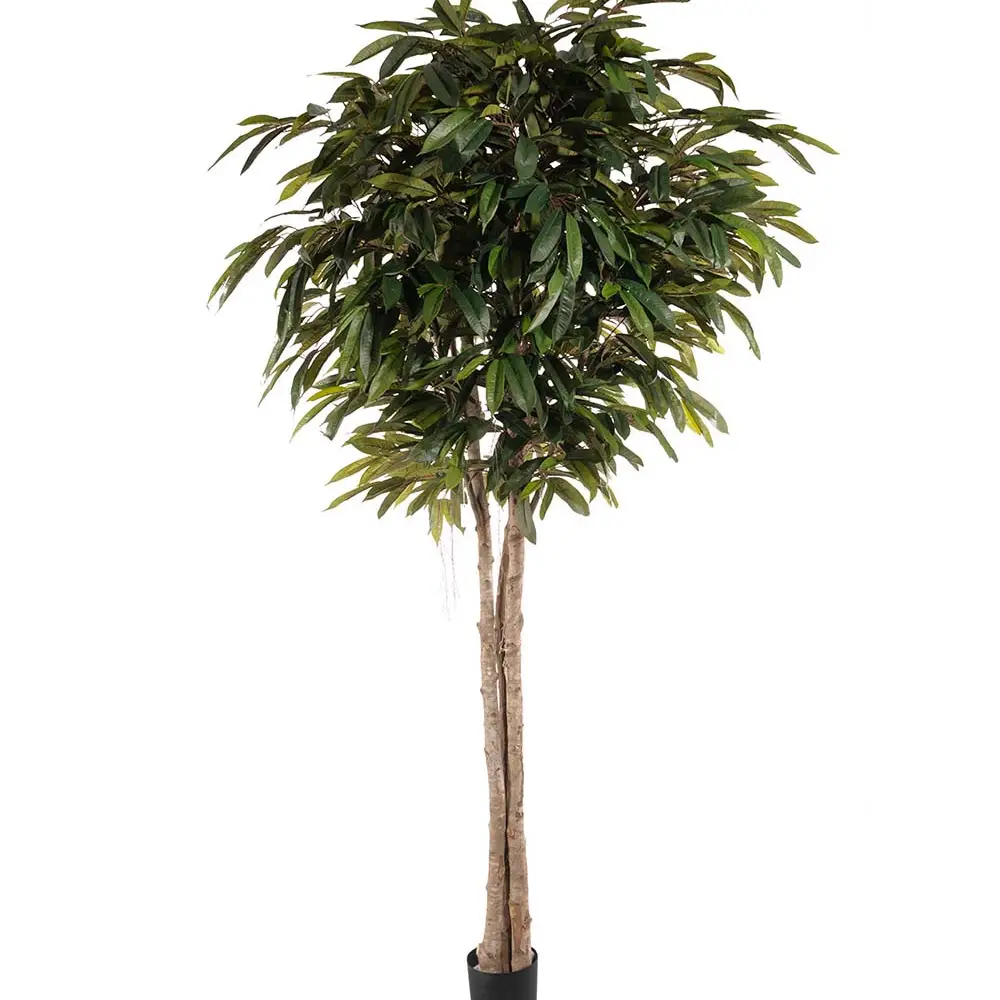  Longifolia puu 260 cm