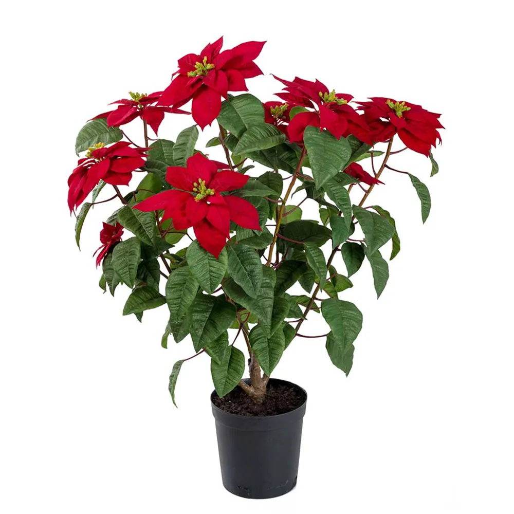Mr Plant Joulutähti 70 cm Punainen
