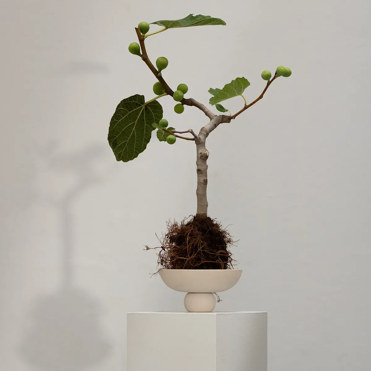 Käsinmaalattu koristekulho Baburu Mini Birch Ø 20 cm