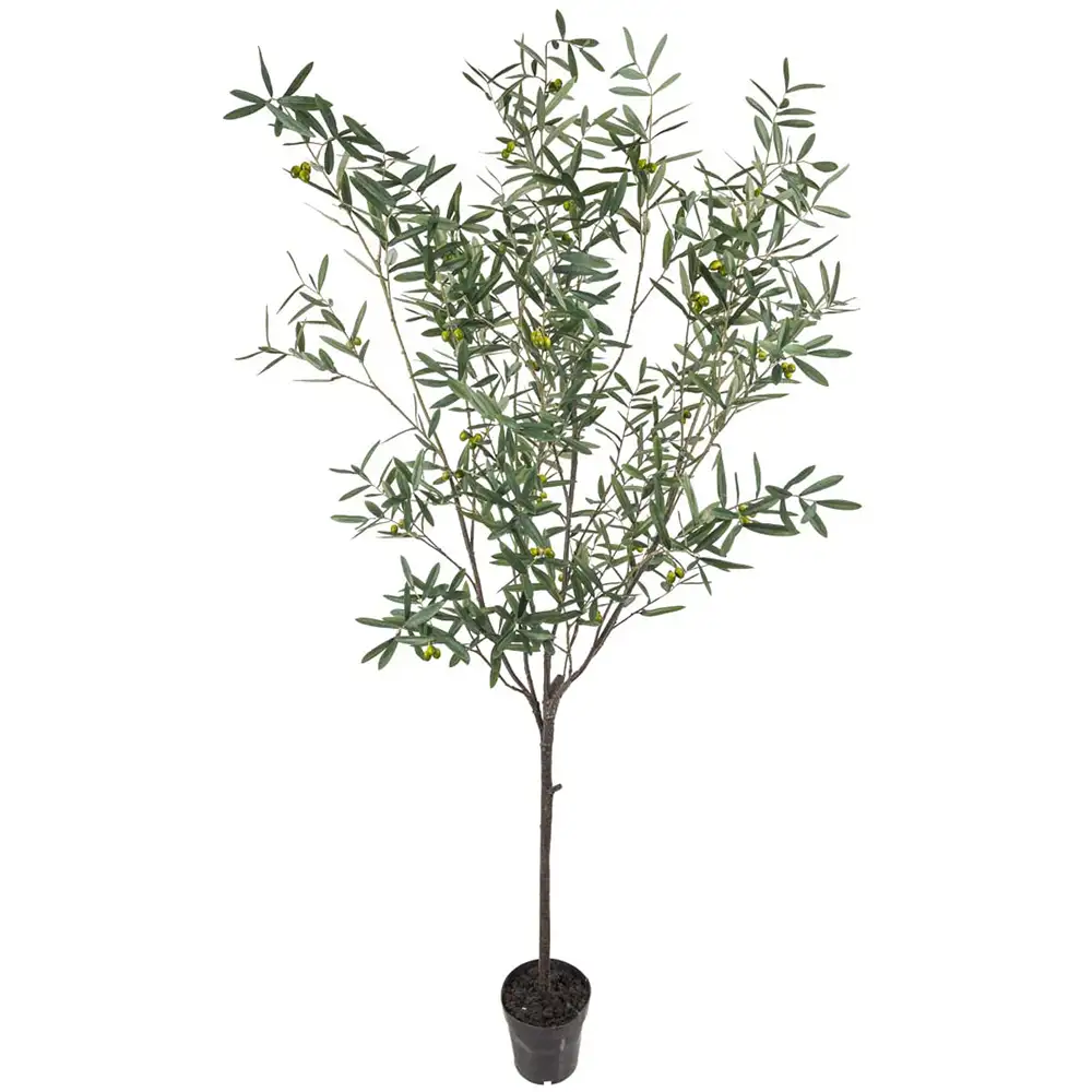 Mr Plant Oliivipuu 230 cm