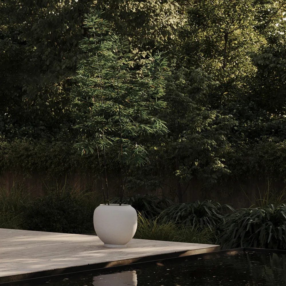 Sunao ruukku Hexa - Birch