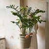  Zamifolia ruukussa 120 cm