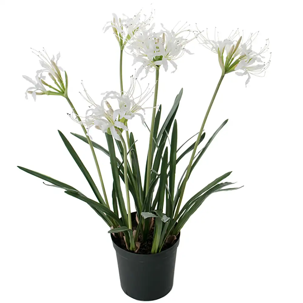 Mr Plant Nerine Huonekasvi 80 cm Valkoinen