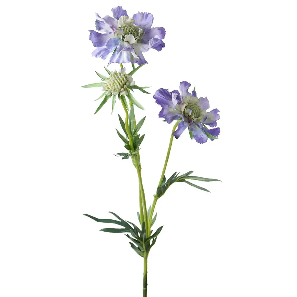 Mr Plant, Scabiosa-leikkokukka 70 cm sininen