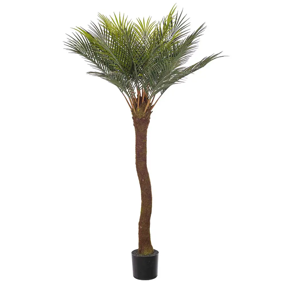 Cycas Palmu 120 cm