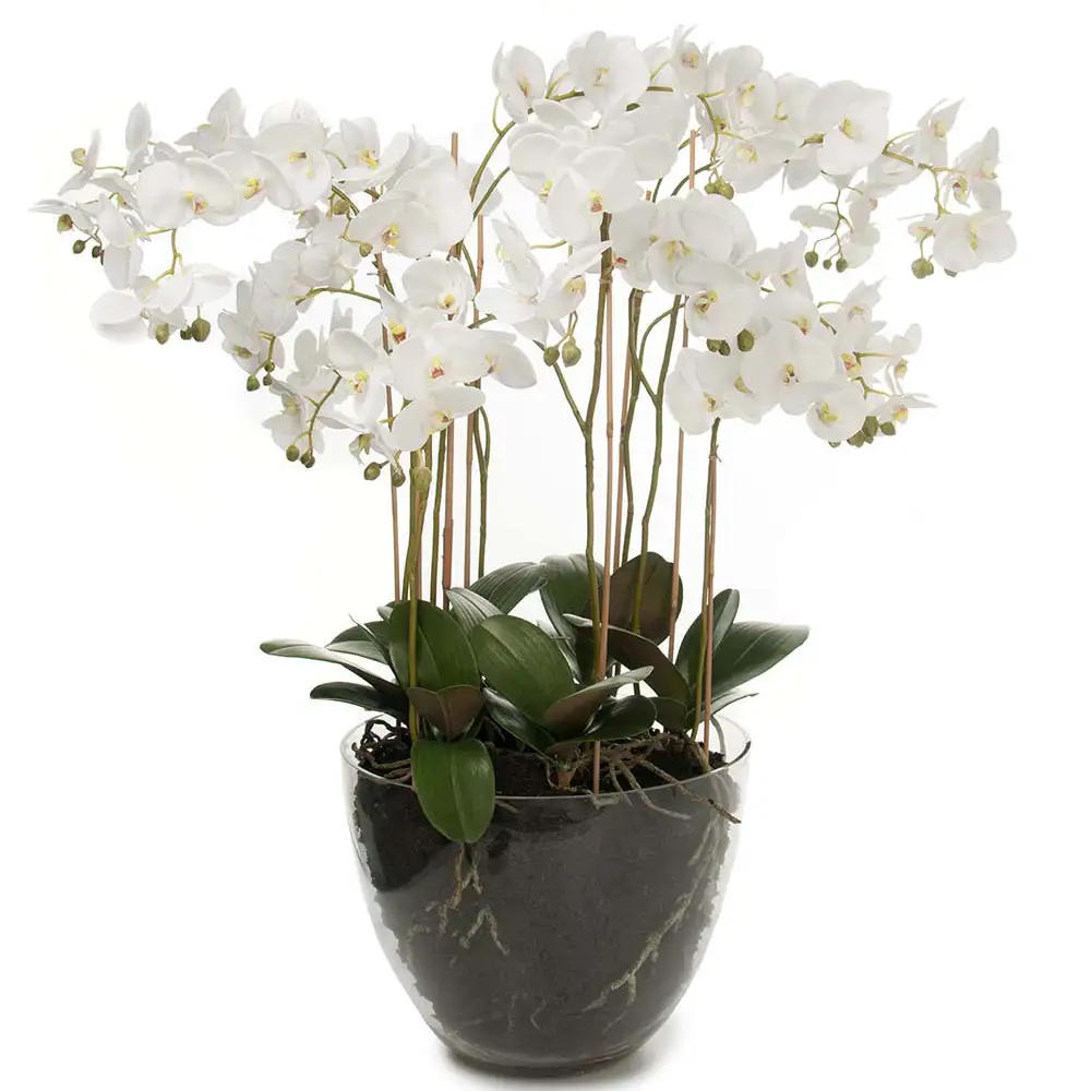 Mr Plant Phalaenopsis Orkidea 90 cm Valkoinen