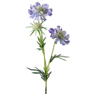  Scabiosa-leikkokukka 70 cm sininen