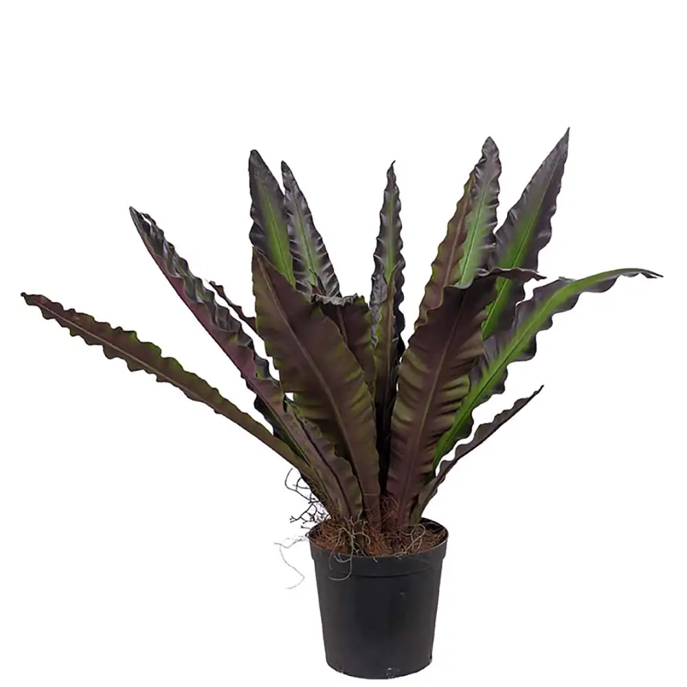 Asplenium Puu 90 cm