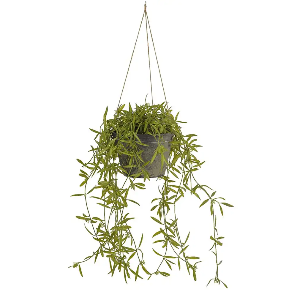 Hoyan riippukasvi 25 cm