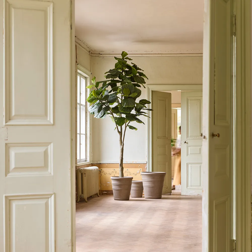  Fiolfikus ruukku 300 cm