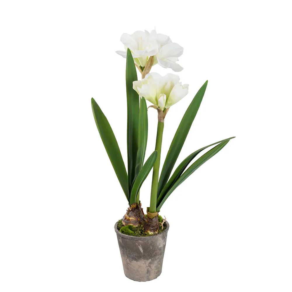 Mr Plant Amaryllis 90 cm Valkoinen