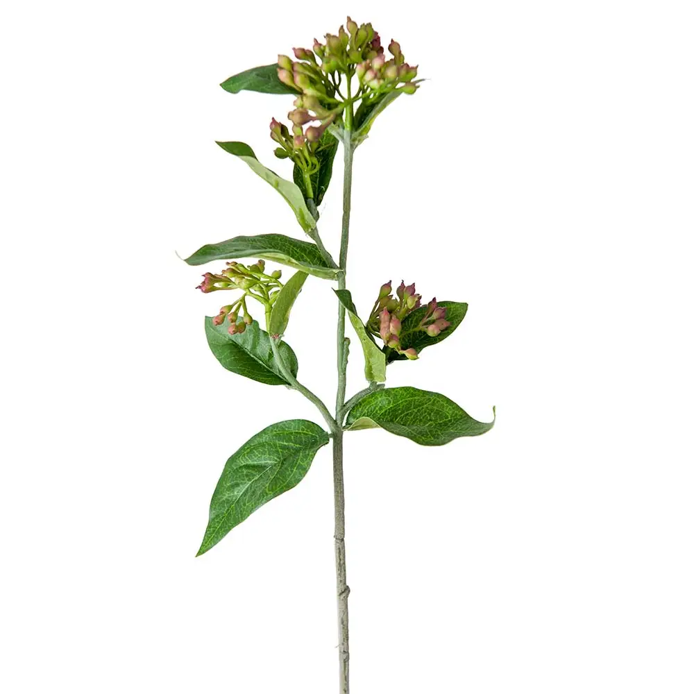 Viburnum 45 cm violetti