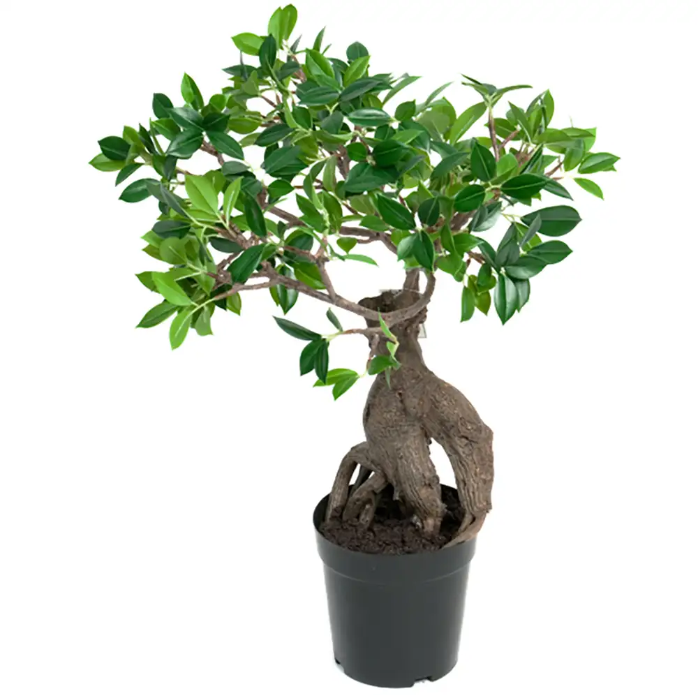 Mr Plant Ginseng Huonekasvi 50 cm