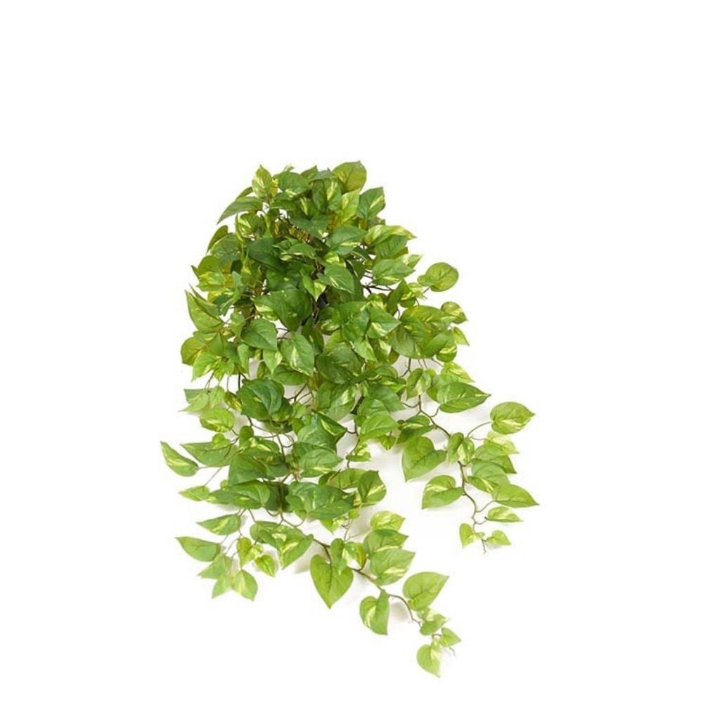 Kultaköynnös Vihreä