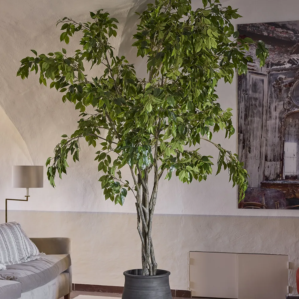 Benjamin Viikuna 210 cm