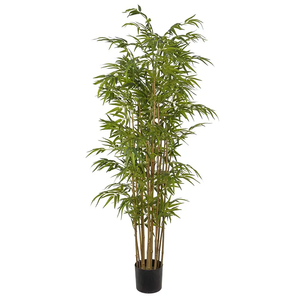 Mr Plant Bambu 180 cm