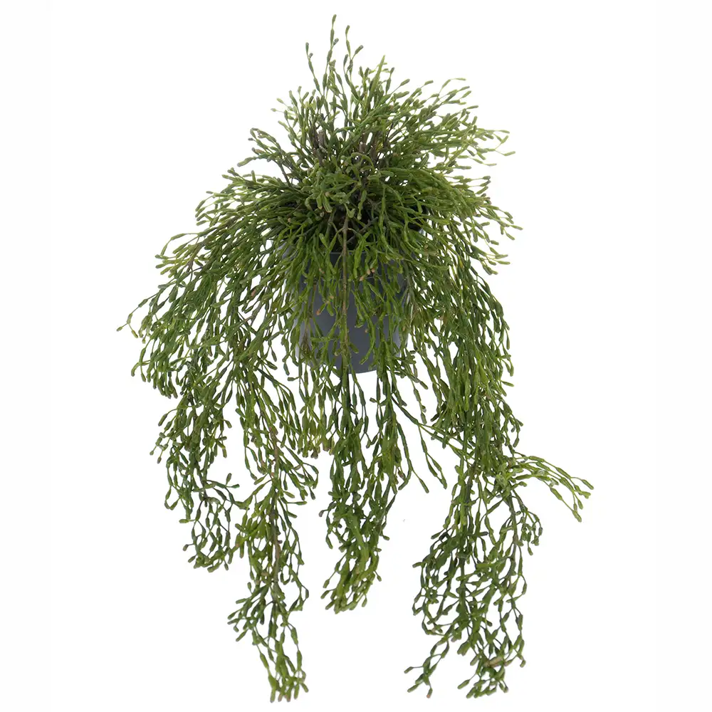 Rhipsalis Riippukasvi