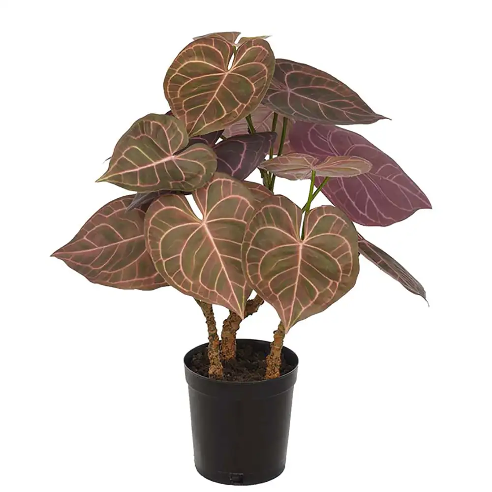 Anthurium Huonekasvi 60 cm