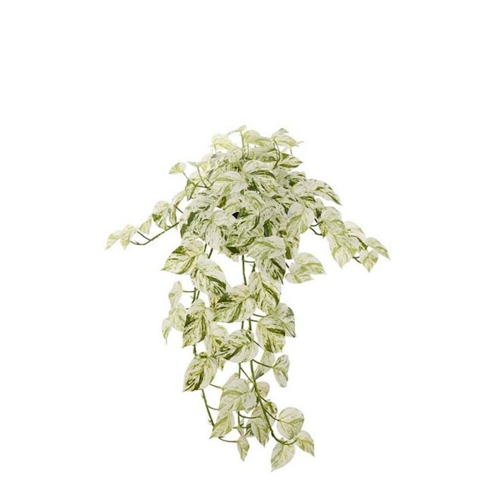 Kultaköynnös 28 cm