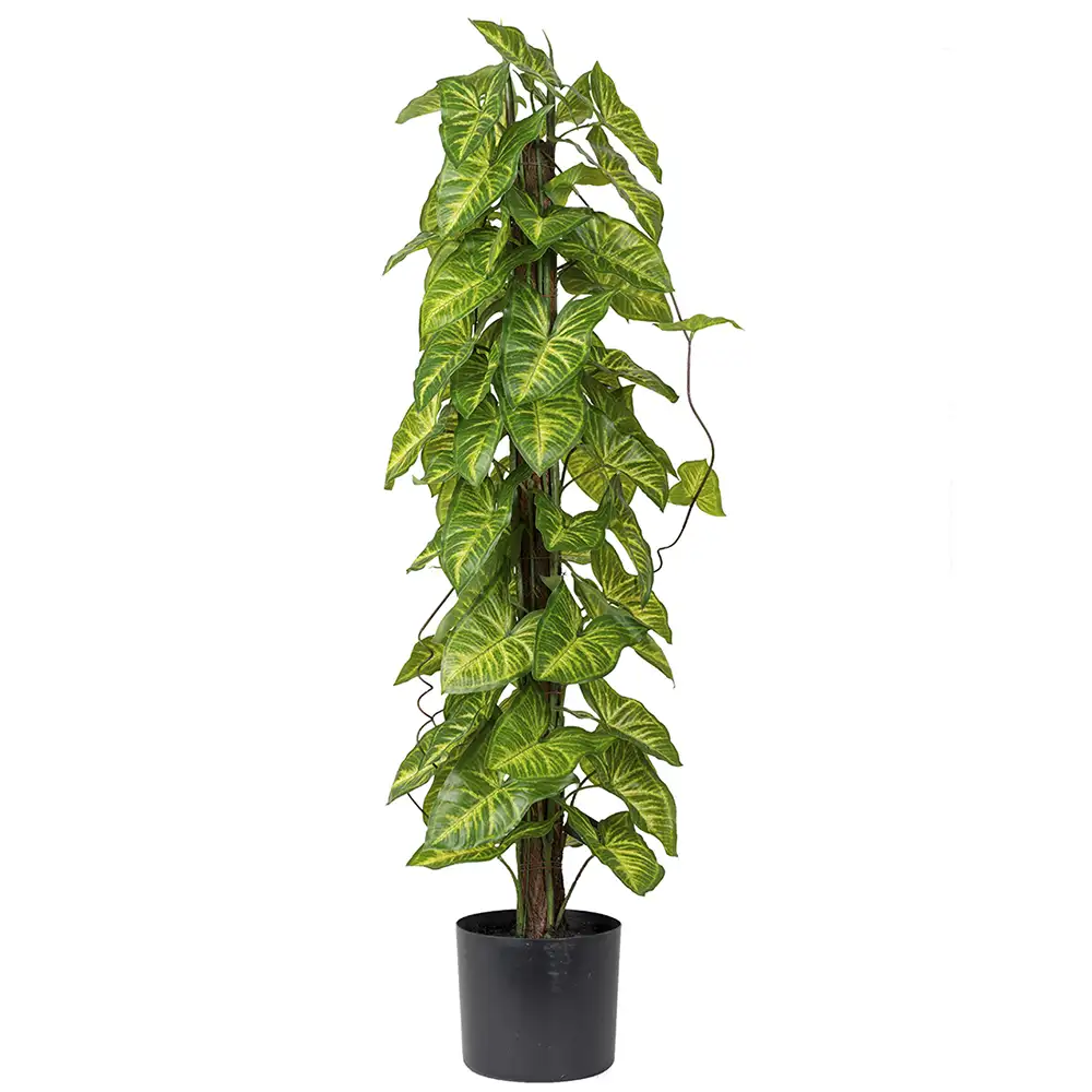 Mr Plant Hanhenjalka Huonekasvi 90 cm